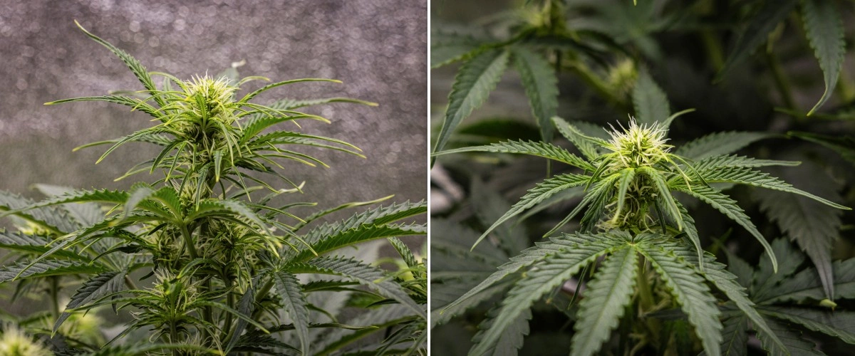 Gaia F1 kweekverslag – Week 5 bloeigroei Gaia F1 cannabisplant in week 5 die in aarde groeit met gezonde bloeigroei binnenshuis