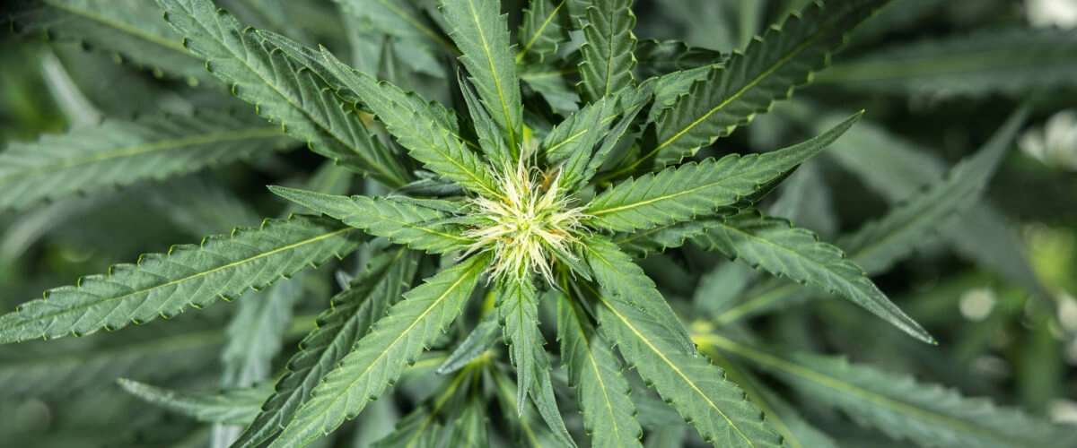 North Thunderfuck cannabisplant in week 5 van de vroege bloei, met verse witte stampers die zich op de bloeiplaatsen vormen en gezonde waaierbladeren onder ledlicht
