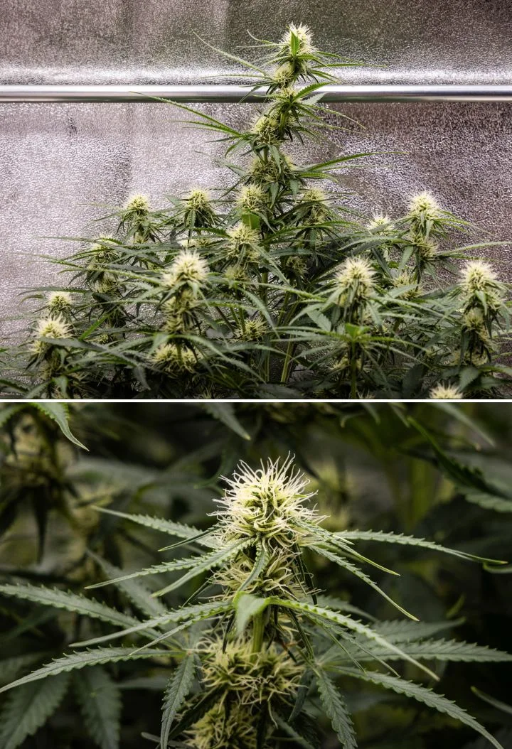 Gaia F1 kweekverslag – Week 6 middenbloei Gaia F1 cannabisplant in week 6 die in aarde groeit met gezonde groei in de middenbloei binnenshuis