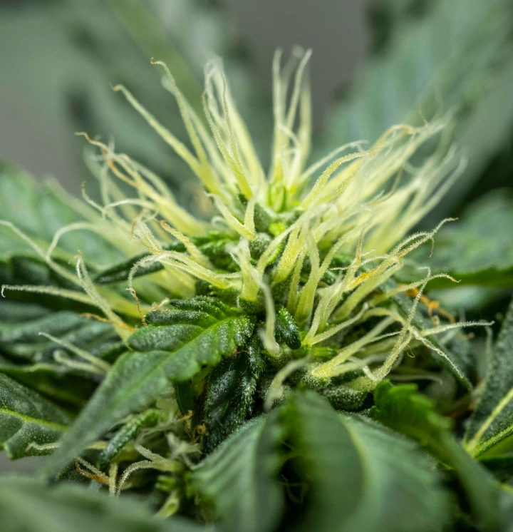 North Thunderfuck cannabisplant in week 6 van de bloei met zich ontwikkelende toppen, veel witte stampers en gezonde suikerblaadjes onder ledlicht