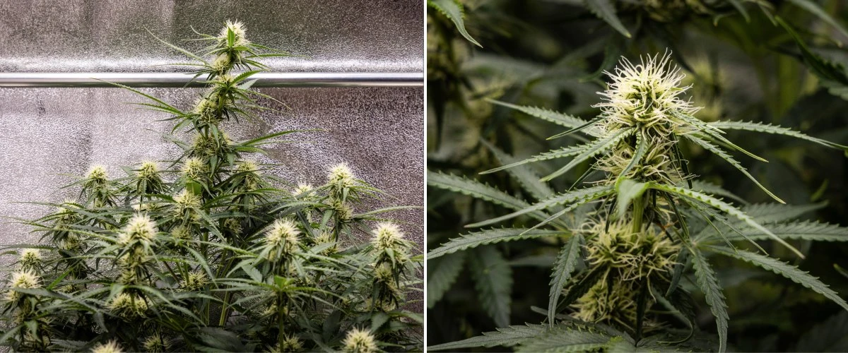 Gaia F1 kweekverslag – Week 6 middenbloei Gaia F1 cannabisplant in week 6 die in aarde groeit met gezonde groei in de middenbloei binnenshuis