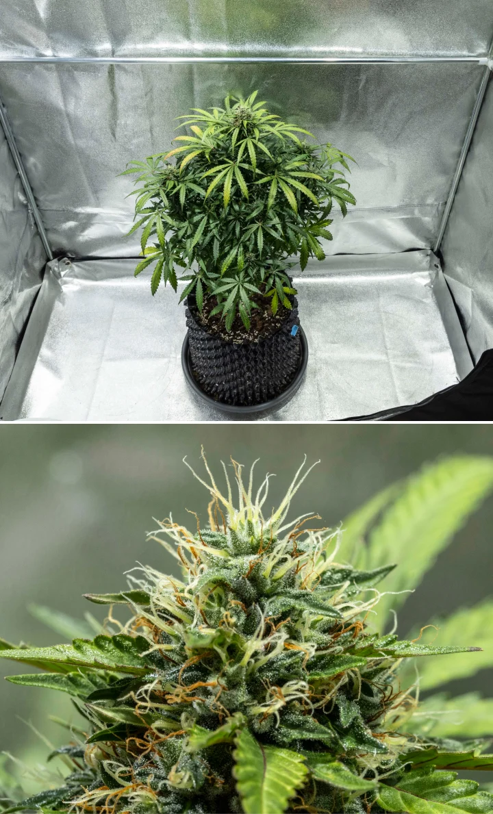 North Thunderfuck cannabisplant tijdens week 7–8 van de bloei, met groter wordende toppen, dichte clusters van stampers en een toenemende harsproductie onder ledlicht