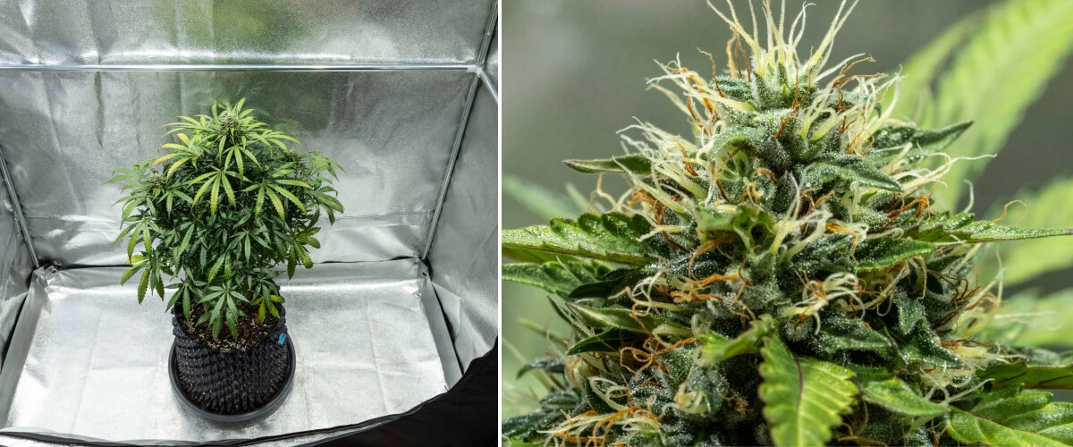 North Thunderfuck cannabisplant tijdens week 7–8 van de bloei, met groter wordende toppen, dichte clusters van stampers en een toenemende harsproductie onder ledlicht