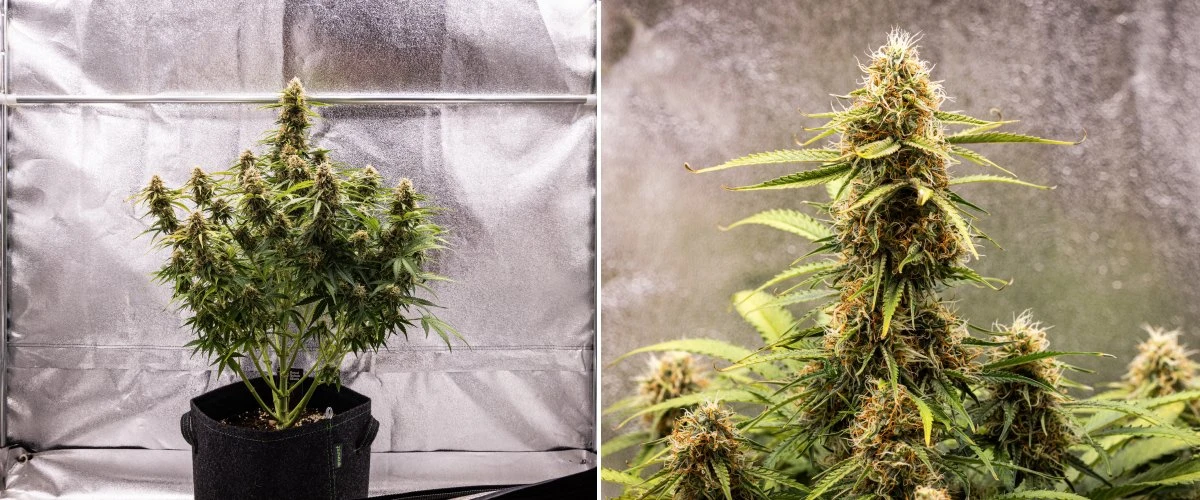 Gaia F1 kweekverslag – Week 8 rijping van de toppen Gaia F1 cannabisplant in week 8 die in aarde groeit met gezonde rijpende toppen binnenshuis