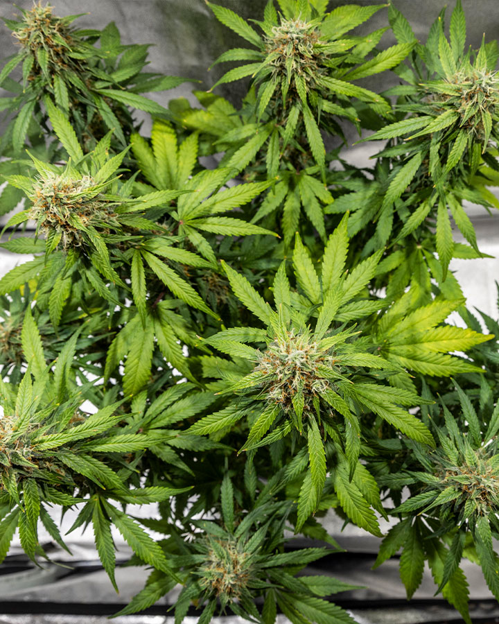 Triple G Grow Report Triple G Grow Report