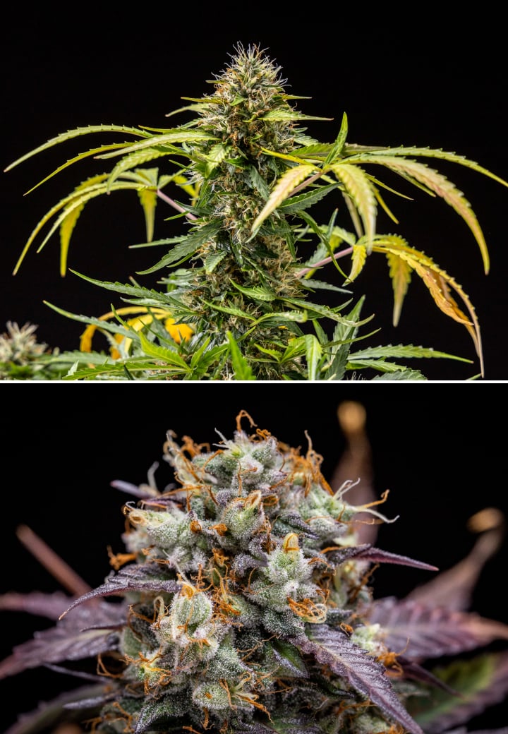 Pianta di cannabis North Thunderfuck durante le settimane 9–10 di fioritura con cime completamente sviluppate, pistilli scuriti, forte copertura di resina e segni di maturità per il raccolto sotto luce LED