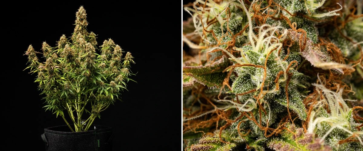 Gaia F1 kweekverslag – Week 9-10 klaar voor de oogst Gaia F1 cannabisplant in week 9-10 die in aarde groeit met rijpe toppen die binnenshuis klaar zijn voor de oogst