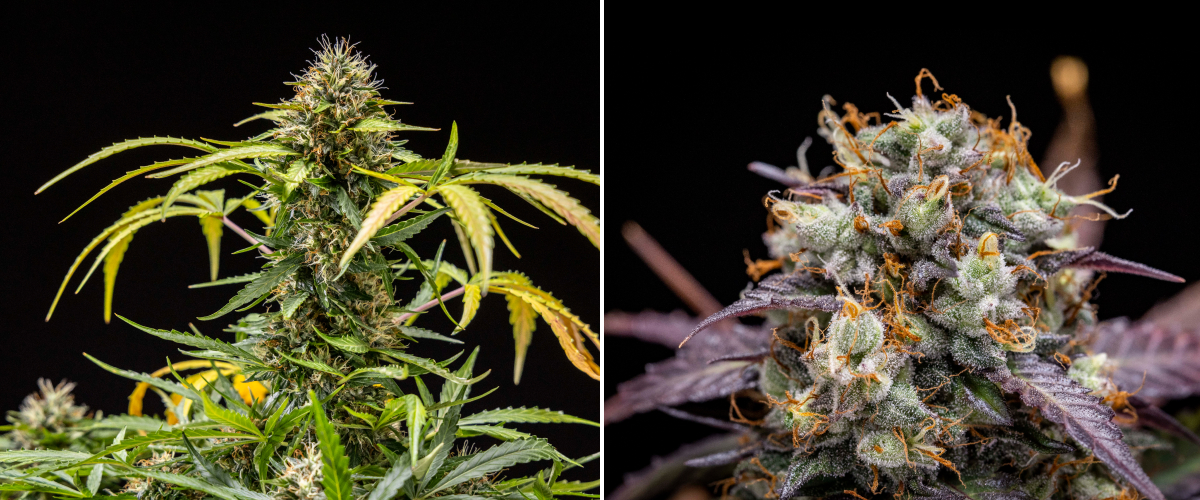 Pianta di cannabis North Thunderfuck durante le settimane 9–10 di fioritura con cime completamente sviluppate, pistilli scuriti, forte copertura di resina e segni di maturità per il raccolto sotto luce LED