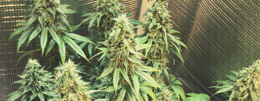White Widow White Widow