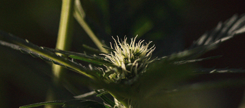 The Importance Of Pistils To Cannabis Growers The Importance Of Pistils To Cannabis Growers