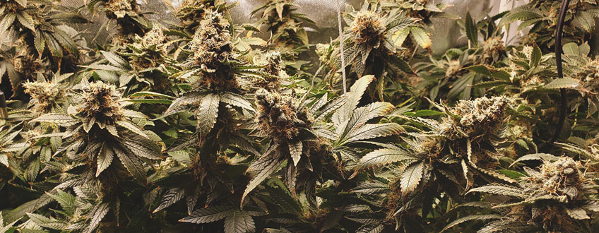 White Widow