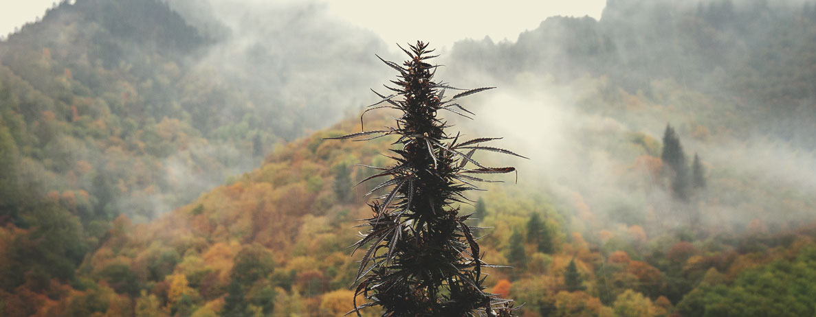 Wat is landras-cannabis?