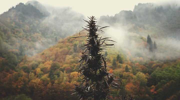 Wat is landras-cannabis? Wat is landras-cannabis?