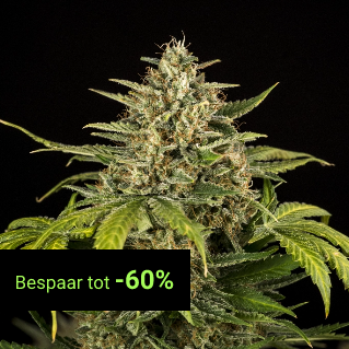 Autoflowering Seeds