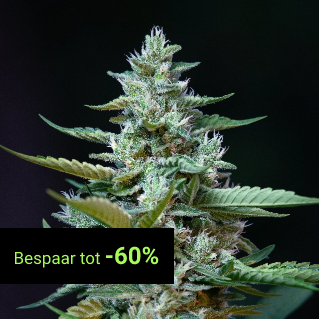 CBD Seeds