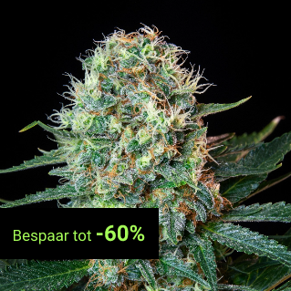 Feminized Seeds