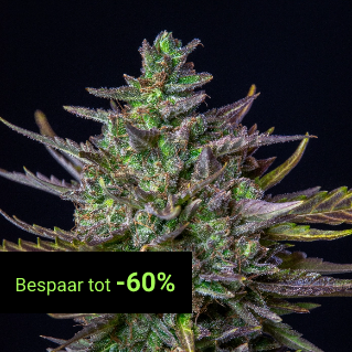 USA Premium Seeds