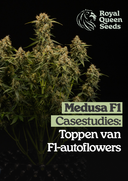 Medusa_f1_nl