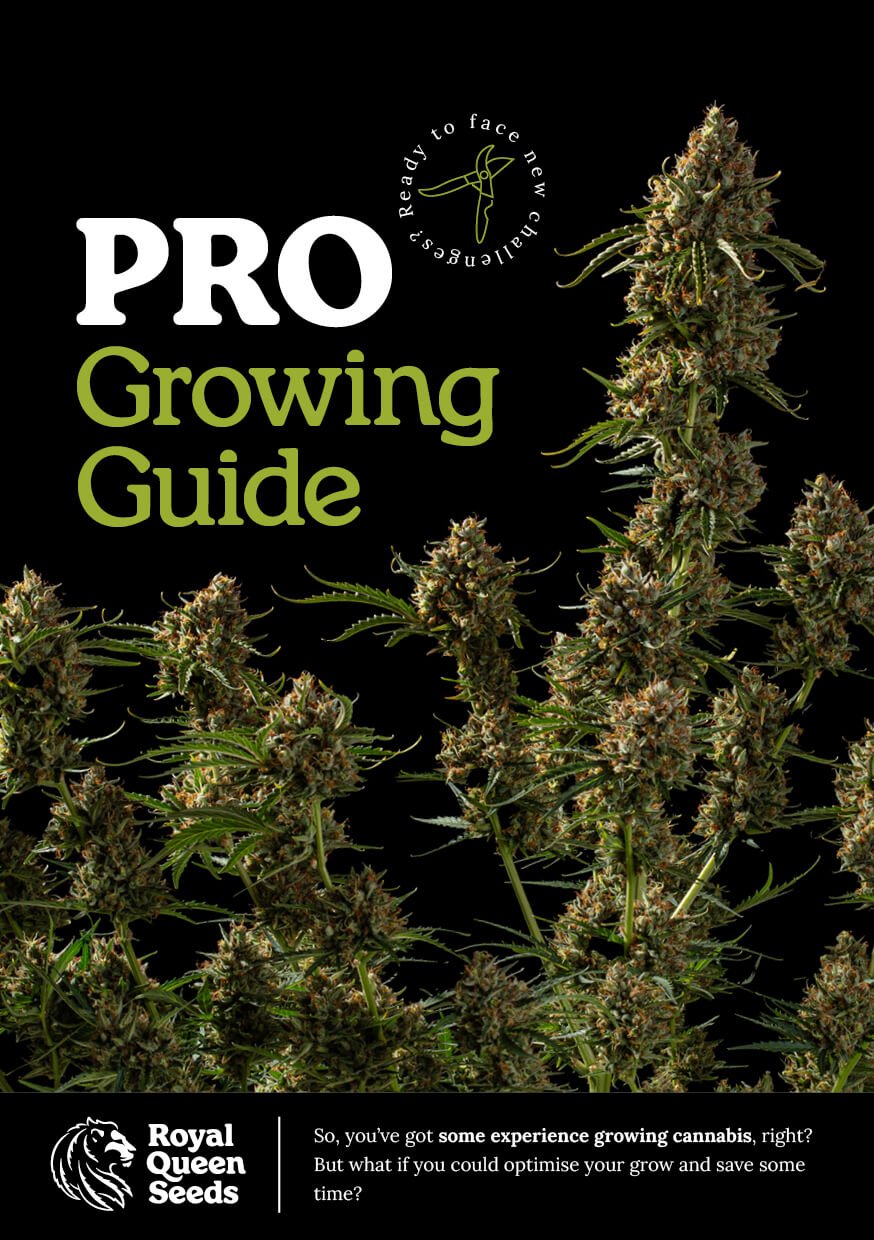 Pro_growing_guide