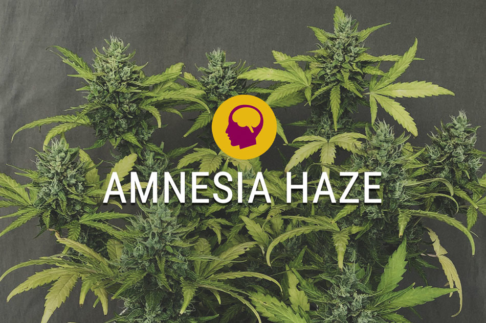 Amnesia Haze Gefeminiseerd