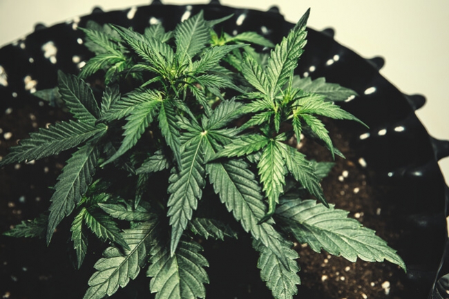 De Voordelen Van Air Pruning Bij Cannabisplanten