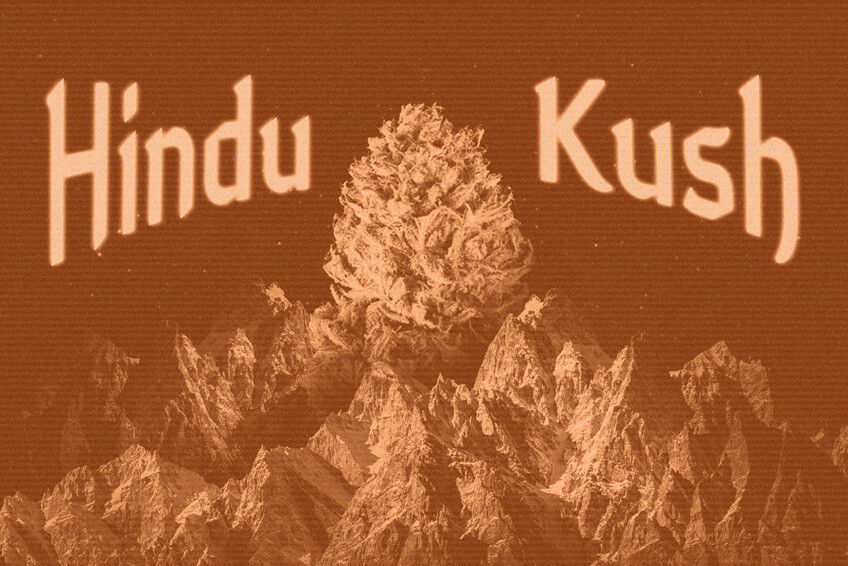 Oorsprong en nalatenschap van Hindu Kush: een echte wietlegende