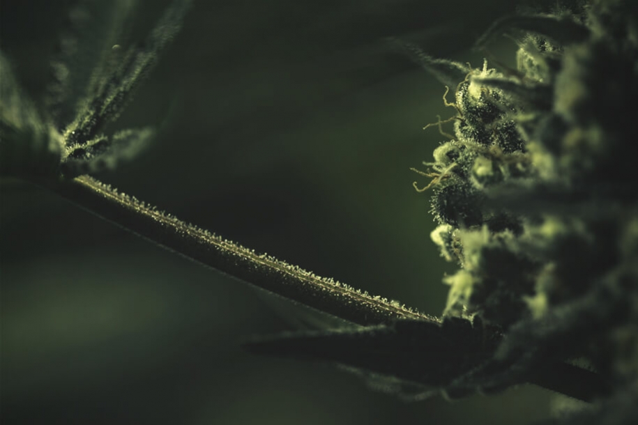 Waarom Suikers Een Belangrijke Rol Spelen Bij Het Kweken Van Cannabis