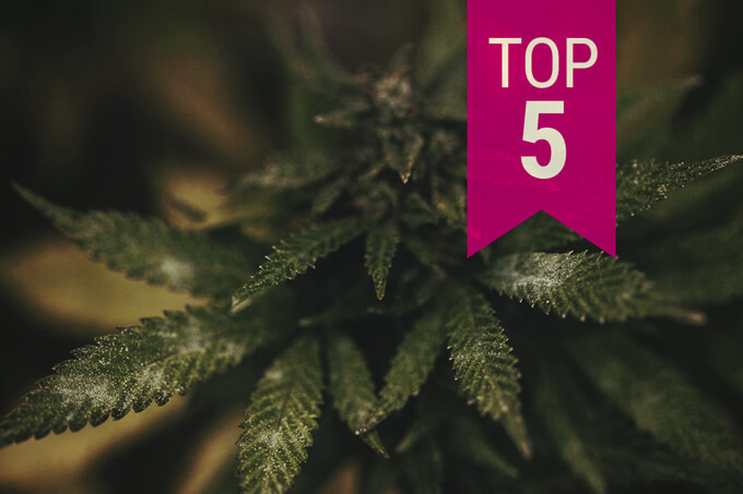 Top 5 Schimmel-Resistente Cannabis Strains