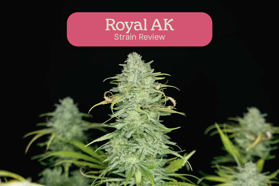 Royal AK strain review