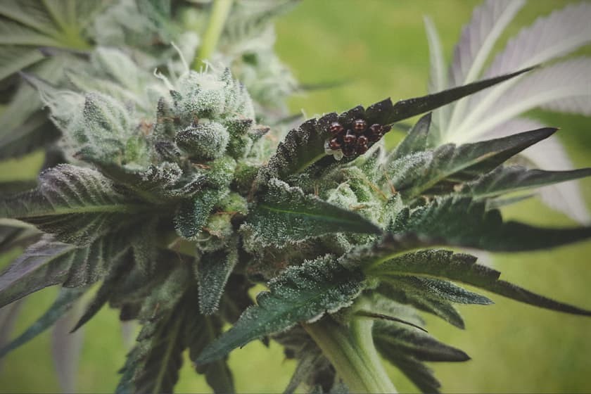 www.royalqueenseeds.nl