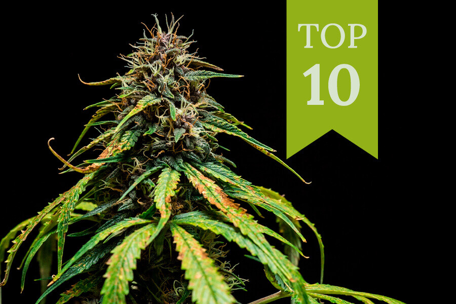 Top 10 lekkerste soorten wiet