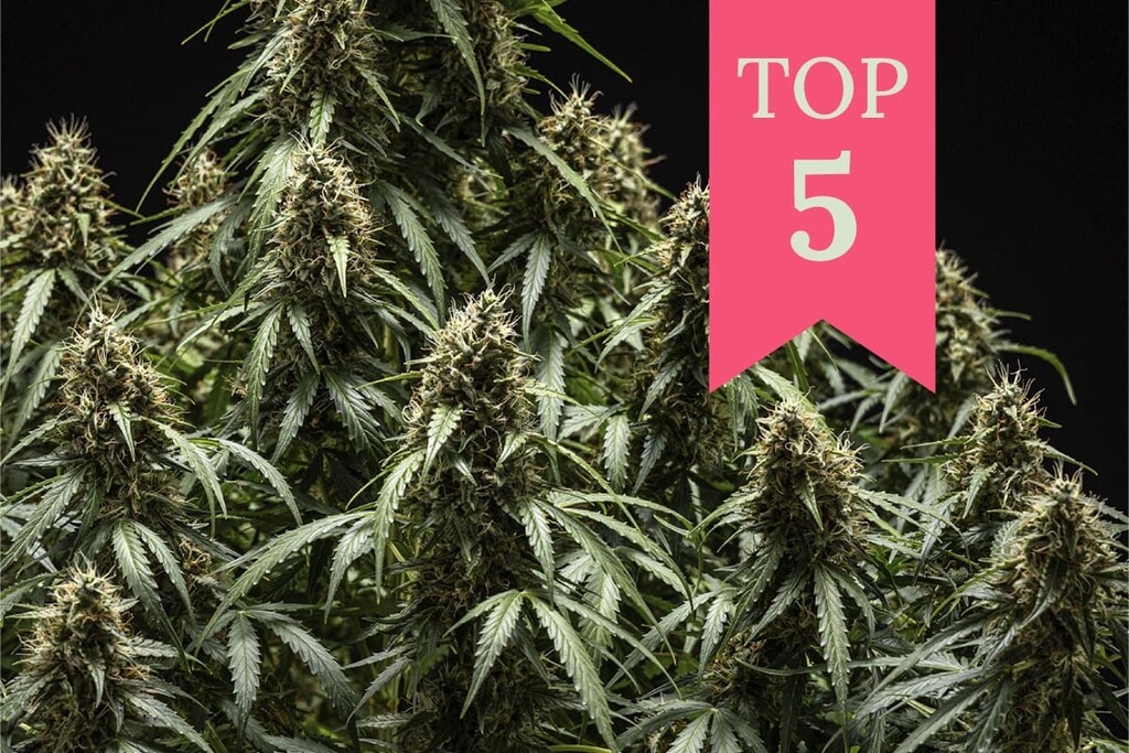 Top 5 soorten wiet voor focus