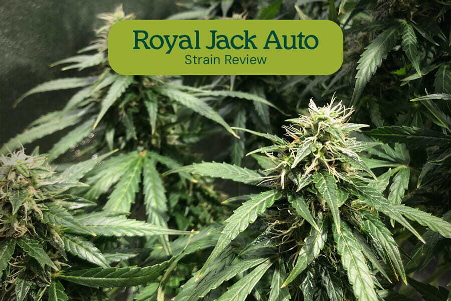 Royal Jack Auto strain review