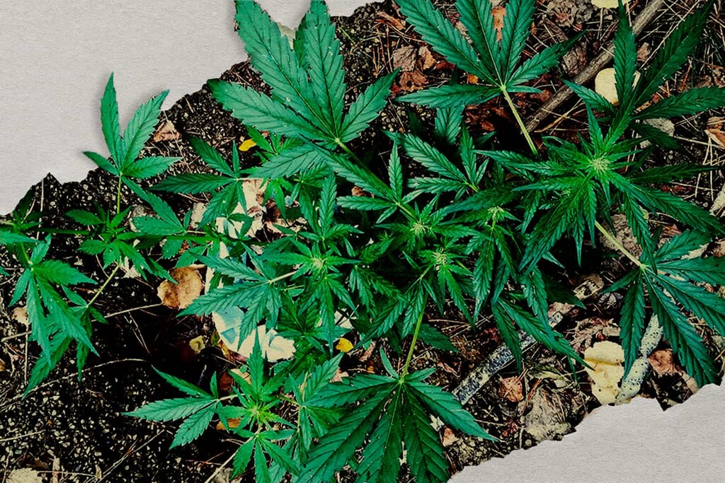Guerrilla cannabis kweken: Hoe je onopvallend buiten wiet kweekt