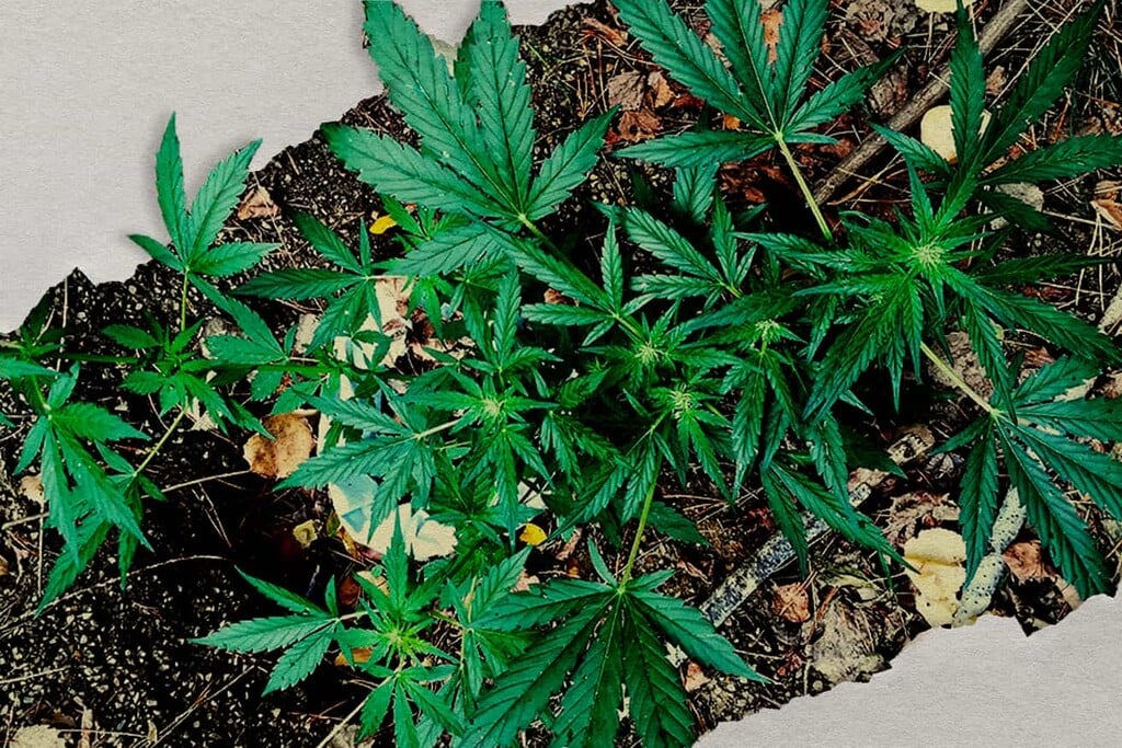 Guerrilla cannabis kweken: Hoe je onopvallend buiten wiet kweekt