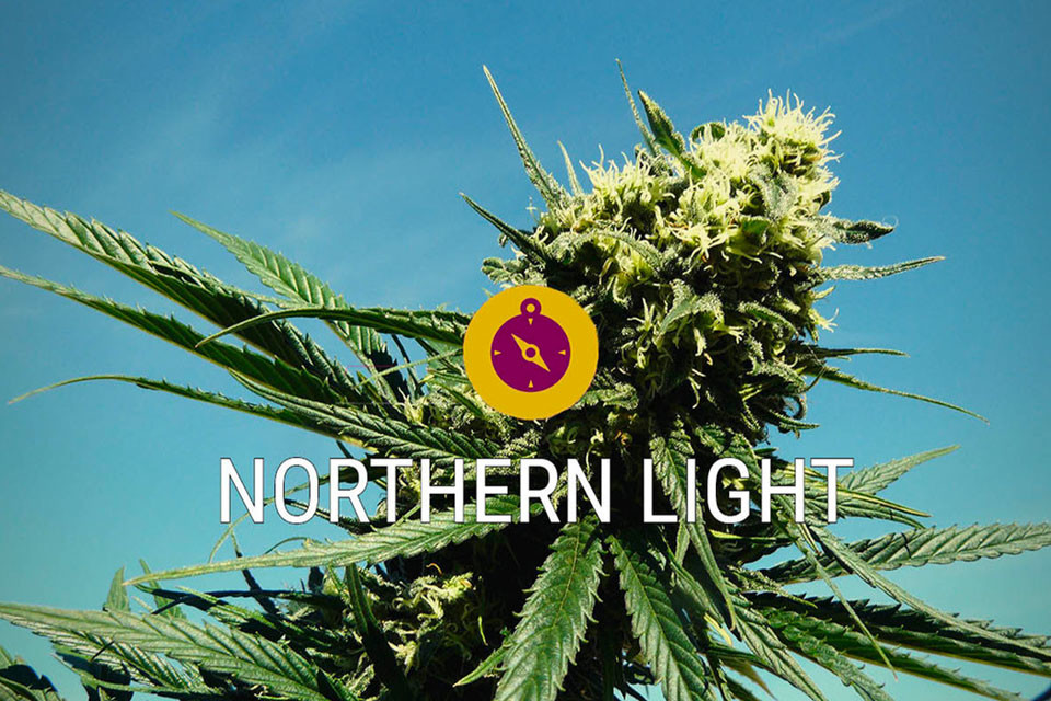 Northern Lights: Een cannabis klassieker en ware indica legende