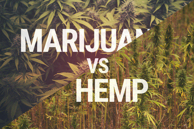 Het marihuana versus hennep debat: Wat is het werkelijke verschil?