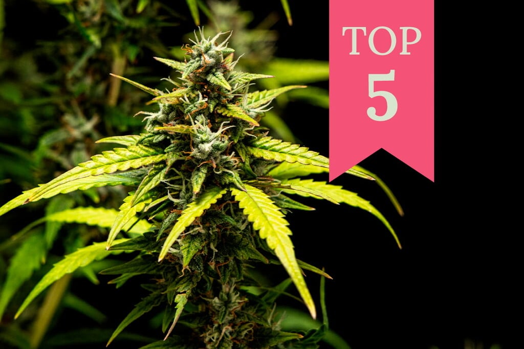 Top 5 soorten wiet voor eindeloze energie