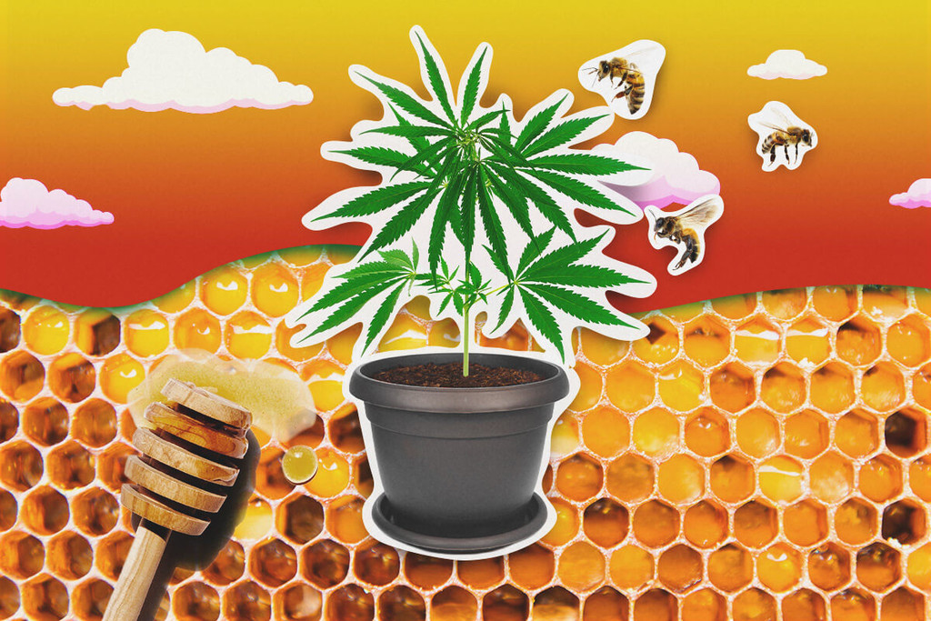 Honing gebruiken bij het kweken van cannabis