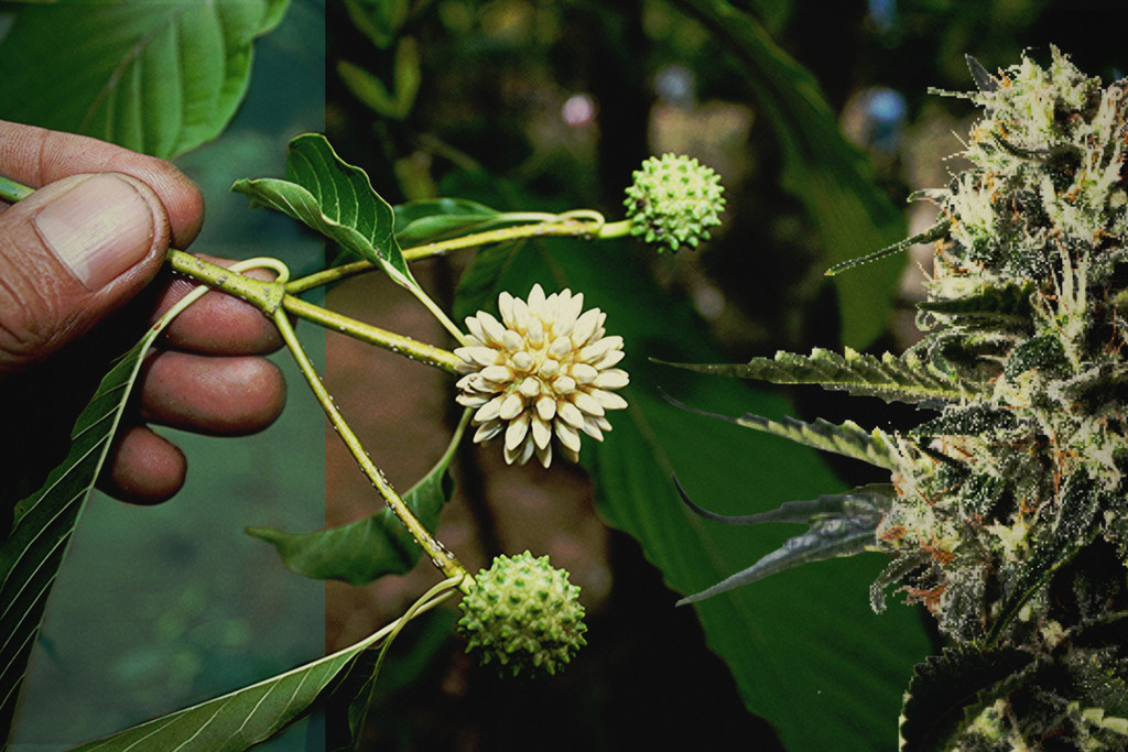 Kratom vs. CBD: de verschillen