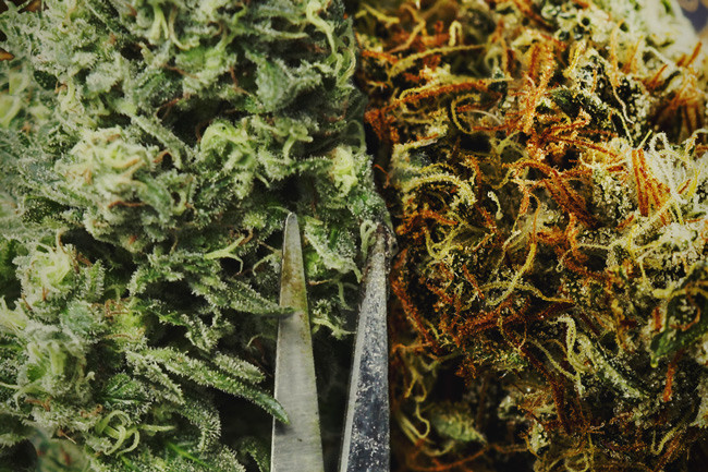 Is het beter om je cannabis handmatig of machinaal te knippen? 