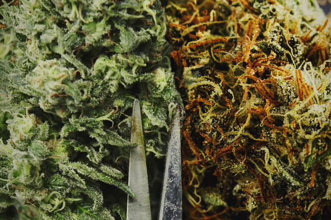 Is het beter om je cannabis handmatig of machinaal te knippen?