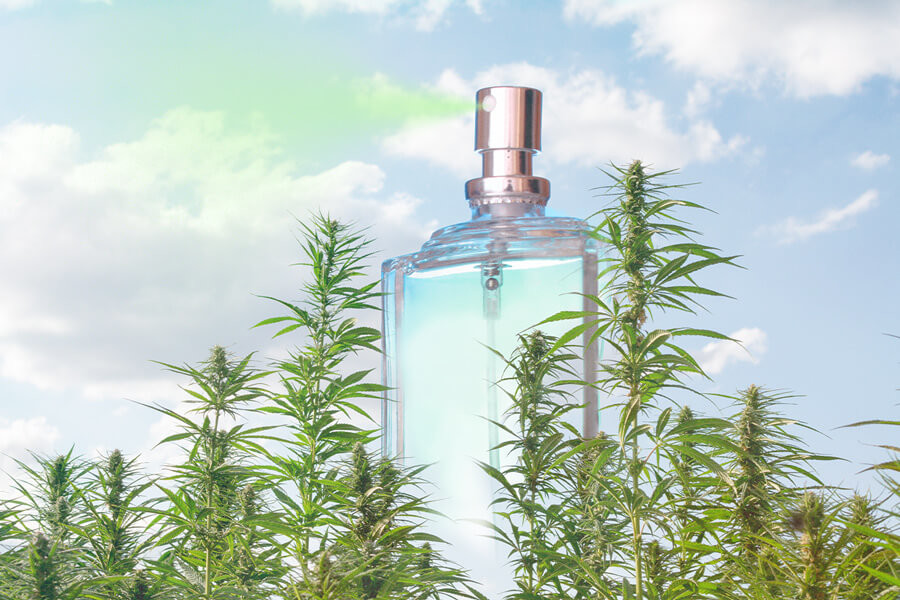 Wat is cannabisparfum en hoe wordt het gemaakt?