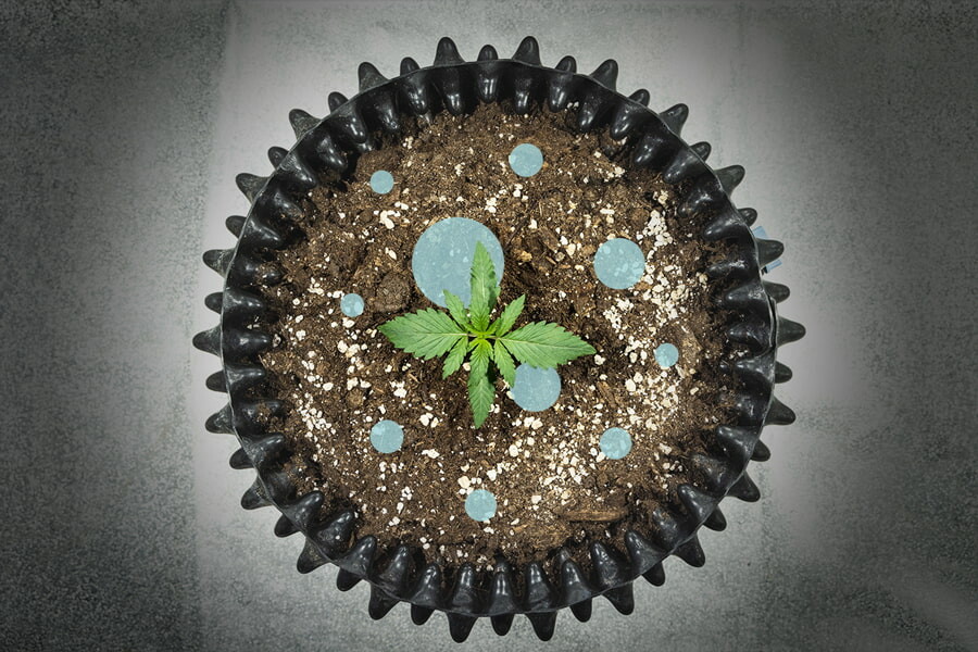 Melkzuurbacteriën als probiotica voor wiet