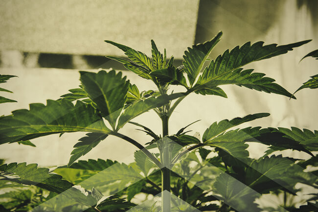 Zo snel mogelijk cannabis kweken: Wat je zou moeten weten