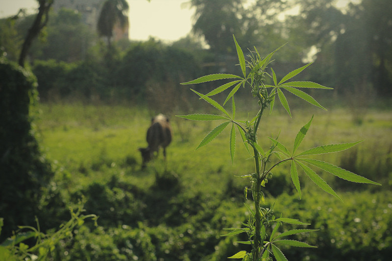 Hoe bescherm je je cannabisplanten tegen hongerige dieren?
