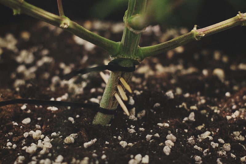 Stelen Splitsen: Zou Je Je Cannabisplant Onder Het Mes Moeten Nemen?