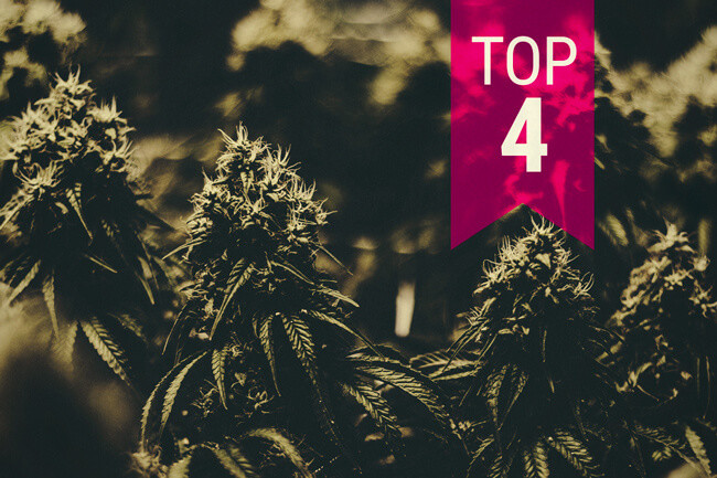 We presenteren je 4 cannabisvariëteiten met monsteropbrengsten