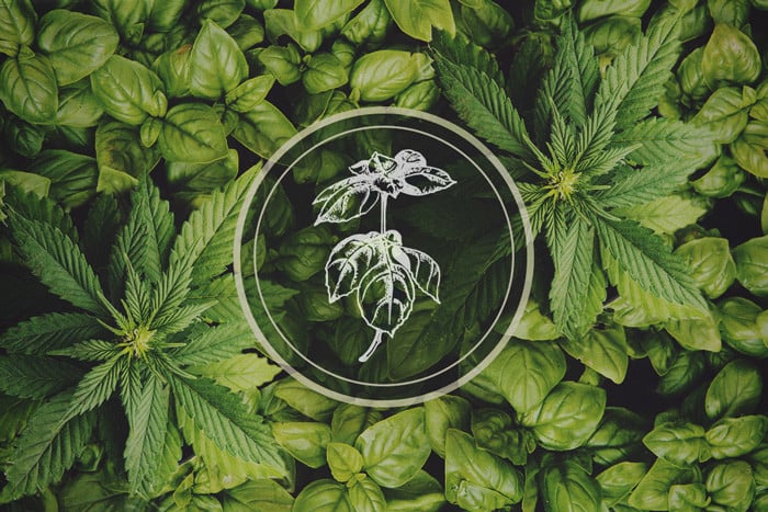 Planten die bladluis afstoten: basilicum als combinatieplant voor wiet