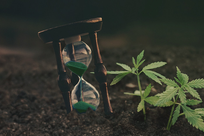 Tijdbesparende tips voor drukke cannabiskwekers